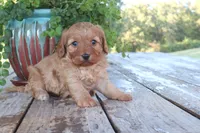 Calvin, a male Cavapoo for sale in Conway, AR – 2 of 7