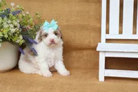 Isabella, a female Cavapoo for sale in Conway, AR – 5 of 5