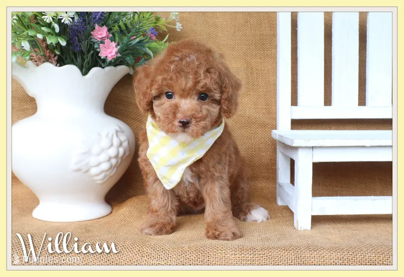 William – Poodle - Toy  puppy for sale in Conway, AR