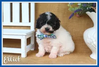Elliot, a male Poodle - Miniature  for sale in Conway, AR – 1 of 7