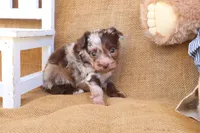 Paxton, a male Yorkipoo for sale in Conway, AR – 3 of 5