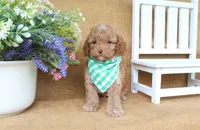 Rowan, a male Cavapoo for sale in Conway, AR – 3 of 5