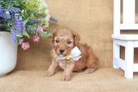 Oliver, a male Poodle - Miniature  for sale in Conway, AR – 2 of 6