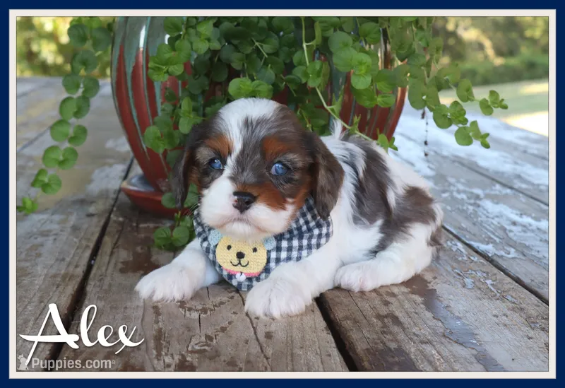 Alex – Cavapoo puppy for sale in Conway, AR