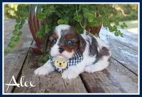Alex, a male Cavapoo for sale in Conway, AR – 1 of 5
