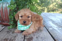 Cash, a male Cavapoo for sale in Conway, AR – 7 of 7