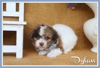 Dylan, a male Poodle - Toy  for sale in Conway, AR – 1 of 4