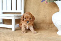 Lucy, a female Cavapoo for sale in Conway, AR – 2 of 4