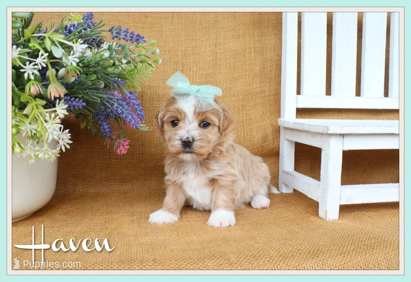 Haven – Havanese puppy for sale in Conway, AR