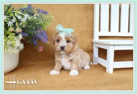 Haven, a female Havanese for sale in Conway, AR – 1 of 7