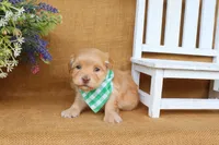 Hayes, a male Havanese for sale in Conway, AR – 2 of 5