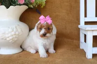 Ruby, a female Poodle - Miniature  for sale in Conway, AR – 4 of 5