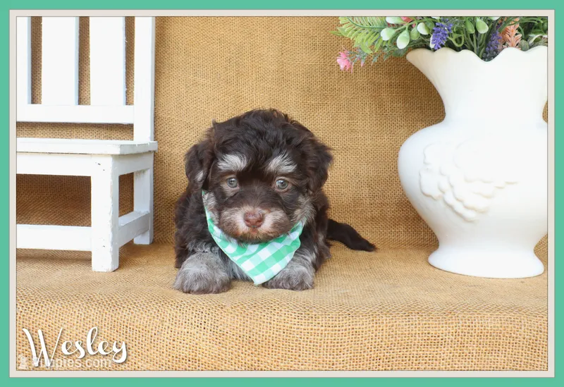 Wesley – Havanese puppy for sale in Conway, AR