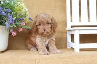 Rowan, a male Cavapoo for sale in Conway, AR – 5 of 5