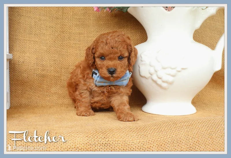 Fletcher – Poodle - Toy  puppy for sale in Conway, AR