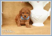Fletcher, a male Poodle - Toy  for sale in Conway, AR – 1 of 5