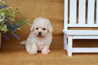 Beau, a male Bichon Frise for sale in Conway, AR – 6 of 6