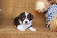 Rowan, a male Yorkipoo for sale in Conway, AR – 6 of 6