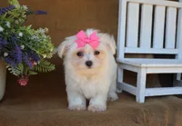 Mia, a female Maltese for sale in Conway, AR – 6 of 7