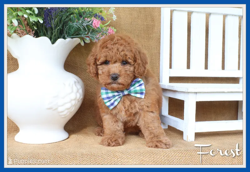 Forest – Poodle - Toy  puppy for sale in Conway, AR