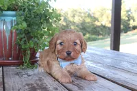 Calvin, a male Cavapoo for sale in Conway, AR – 5 of 7
