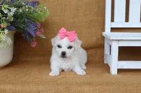 Ava, a female Bichon Frise for sale in Conway, AR – 5 of 6