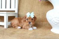 Lydia, a female Cavapoo for sale in Conway, AR – 2 of 4