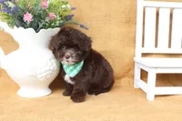 Lucas, a male Yorkipoo for sale in Conway, AR – 4 of 5