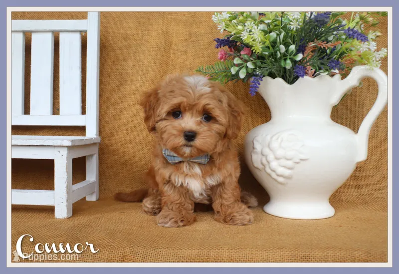 Connor – Havapoo puppy for sale in Conway, AR