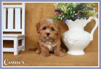 Connor, a male Havapoo for sale in Conway, AR – 1 of 4