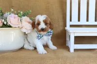 Nicholas, a male Cavapoo for sale in Conway, AR – Photo 3 of 4