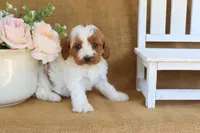 Nicholas, a male Cavapoo for sale in Conway, AR – Photo 2 of 4