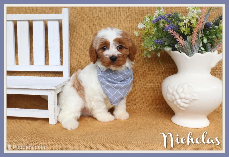 Nicholas – Cavapoo puppy for sale in Conway, AR