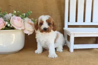 Nicholas, a male Cavapoo for sale in Conway, AR – Photo 4 of 4