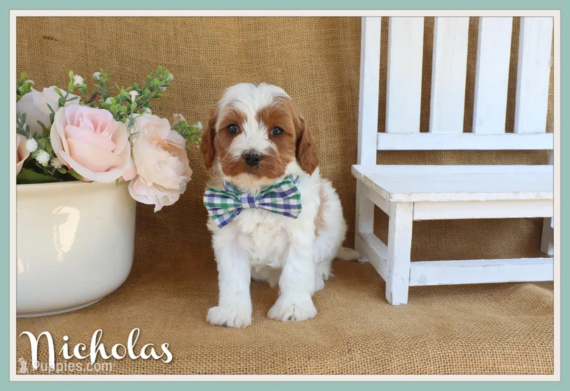 Nicholas – Cavapoo puppy for sale in Conway, AR
