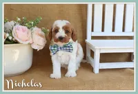 Nicholas, a male Cavapoo for sale in Conway, AR – Photo 1 of 4