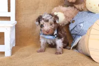 Parker, a male Yorkipoo for sale in Conway, AR – 5 of 5