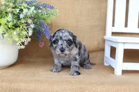 Kylie, a female Cavapoo for sale in Conway, AR – 3 of 5