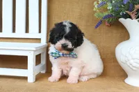 Elliot, a male Poodle - Miniature  for sale in Conway, AR – 4 of 7