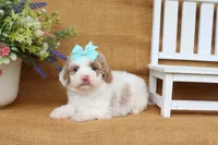 Isabella, a female Cavapoo for sale in Conway, AR – 3 of 5