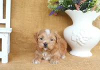 Connor, a male Havapoo for sale in Conway, AR – 2 of 5