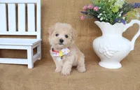 Jonah, a male Poochon for sale in Conway, AR – 5 of 5
