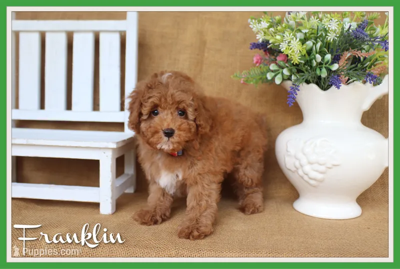 Franklin – Poodle - Toy  puppy for sale in Conway, AR