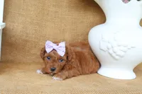 Millie, a female Maltipoo for sale in Conway, AR – 2 of 7