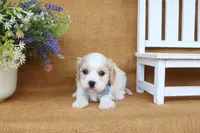 Tucker, a male Cavachon for sale in Conway, AR – 2 of 6