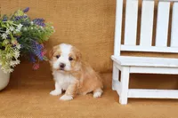 Hunter, a male Havanese for sale in Conway, AR – 4 of 7