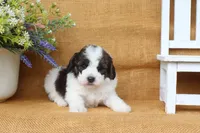 Ian, a male Cavapoo for sale in Conway, AR – 2 of 5
