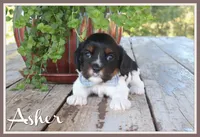 Asher, a male Cavapoo for sale in Conway, AR – 1 of 4