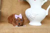 Millie, a female Maltipoo for sale in Conway, AR – 6 of 7