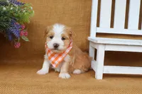 Hunter, a male Havanese for sale in Conway, AR – 2 of 7